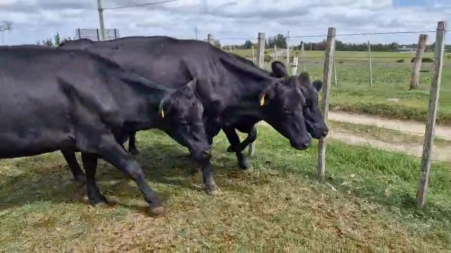 Lote 3 Vaca a remate en Pantalla Camy, San José