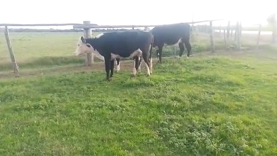 Lote 2 piezas de cria y 1 vaquillona preñada