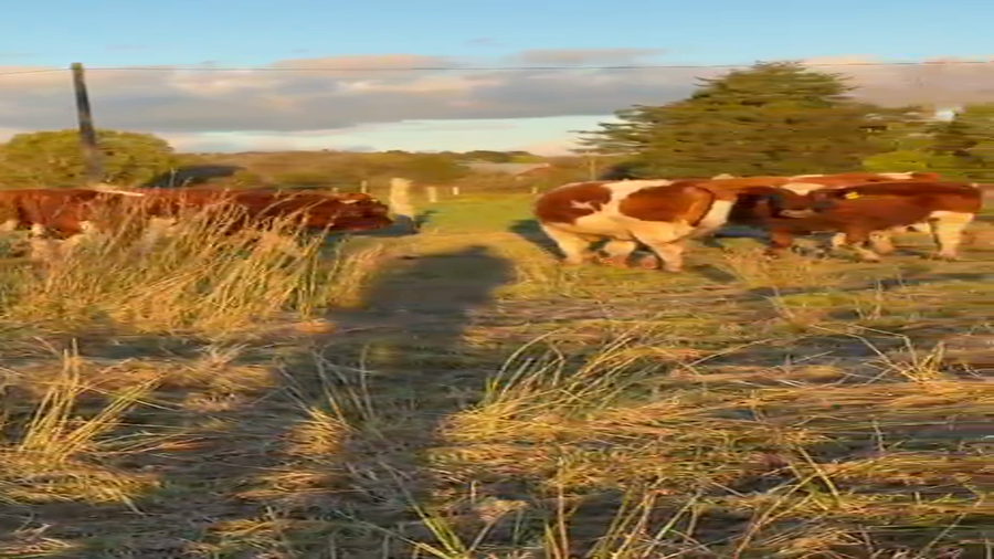 Lote 20 Novillo Engorda en X Región Los Lagos, Ancud