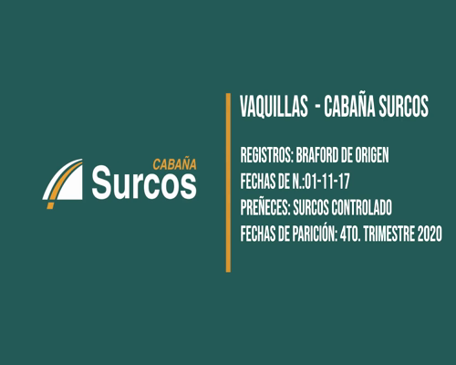Lote VAQUILLONA BRAFORD PARIDA