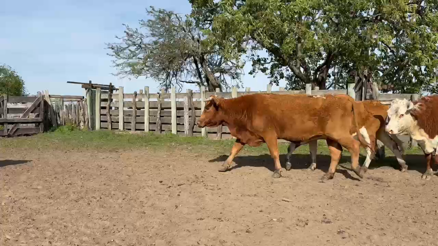Lote 36 Vacas medio uso C/ gtia de preñez en Corrientes, Paso de Los Libres