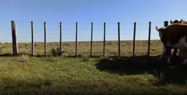 Lote 36 Vaca en Colonia