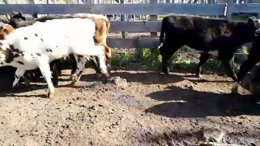 Lote (Vendido)16 Terneras CRUZAS CARNICERAS a remate en PANTALLA FEDERICO GARLAND 120kg -  en COLONIA SUIZA