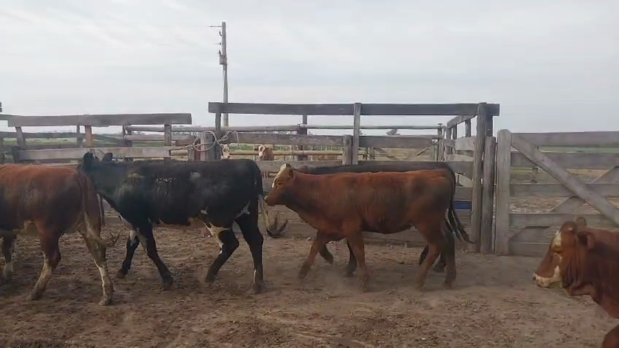 Lote 60 Vaquillonas Britanicas en Col. Bicha, Santa Fe