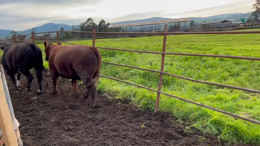 Lote 20 Novillo Gordo en Melipilla, Región Metropolitana