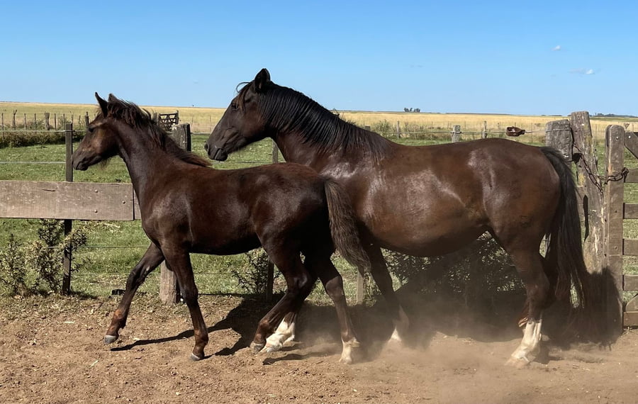 Lote ALTANERO ÑUDOSA. RP 510