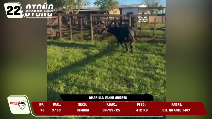 Lote LOTE 22 -DE JUNIOR