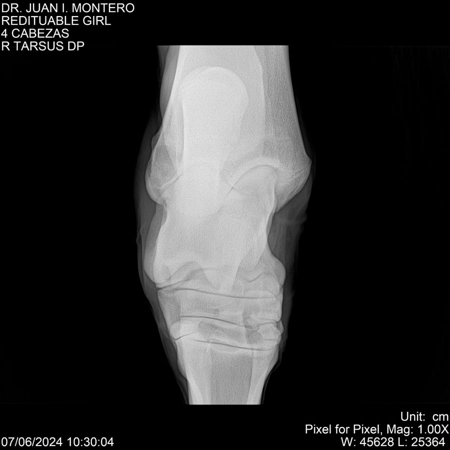 Lote REDITUABLE GIRL