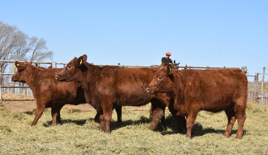 Lote VAQUILLONAS MAS CON GARANTÍA DE PREÑEZ (Corral 18)