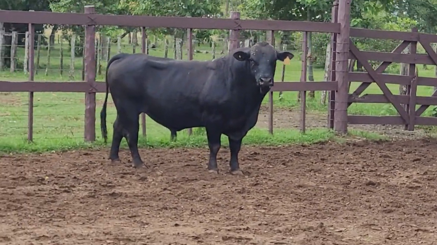 Lote Toros T. Brangus  Negro a remate en Remate de Reproductores, Asunción