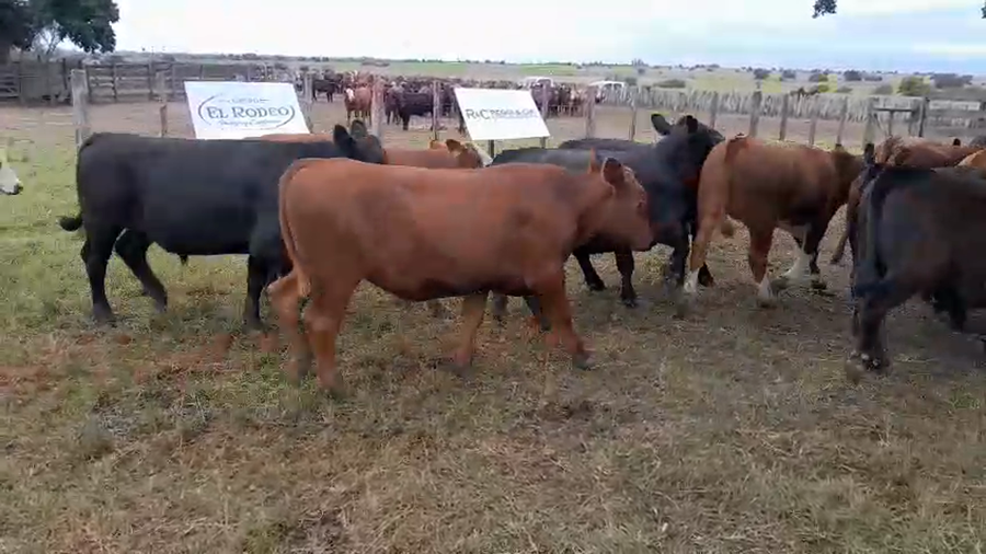 Lote 88 Novillos