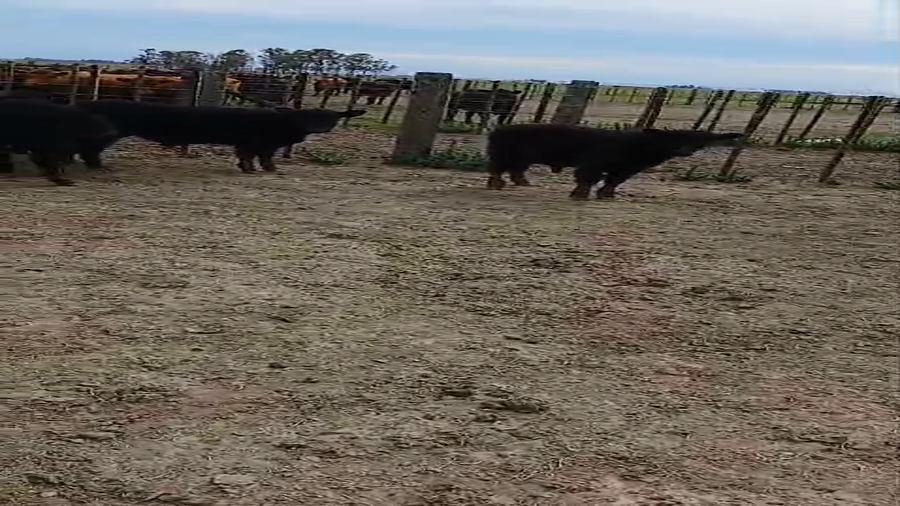 Lote 73 Terneros/as en Rauch
