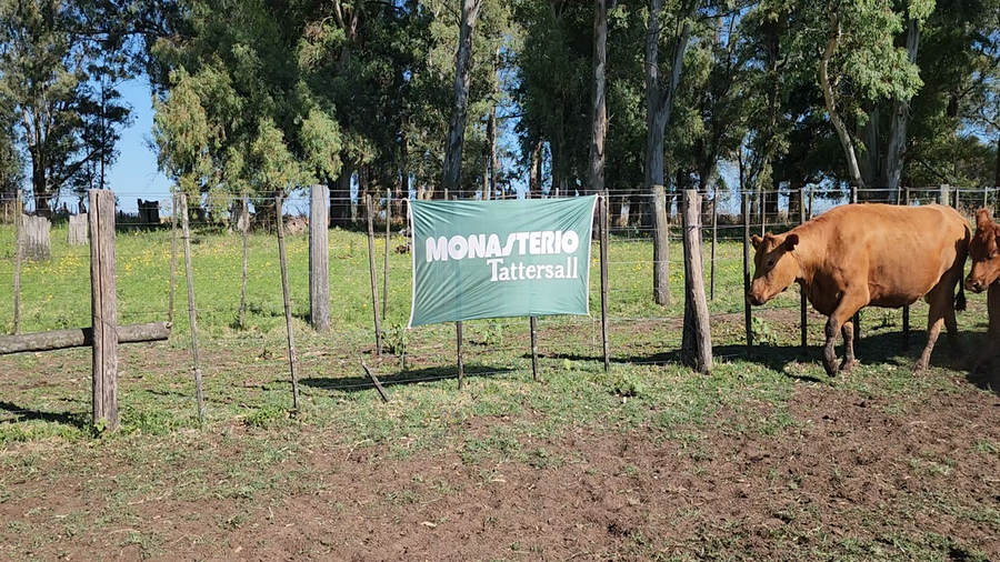 Lote 35 Vacas nuevas C/ gtia de preñez en Bolivar