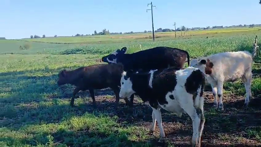 Lote 6 Terneros a remate en Pantalla Camy, San José