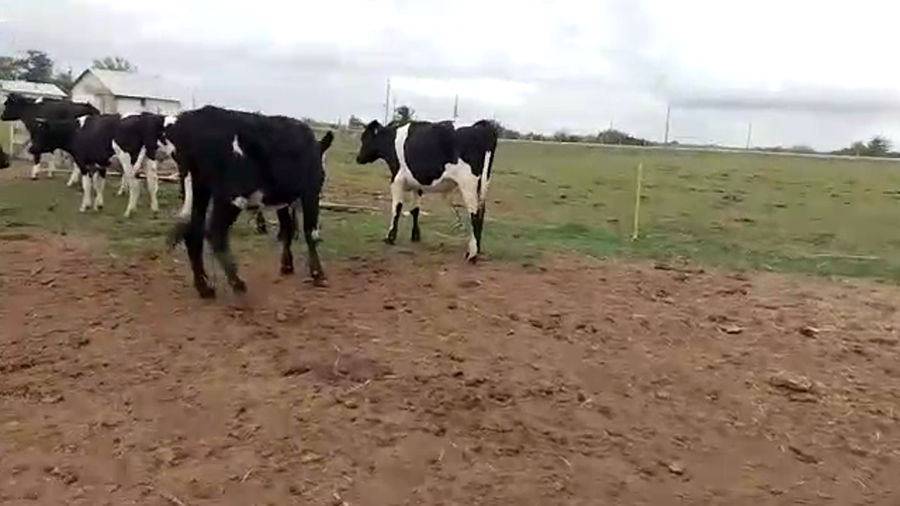 Lote 13 Novillos holando y cruza