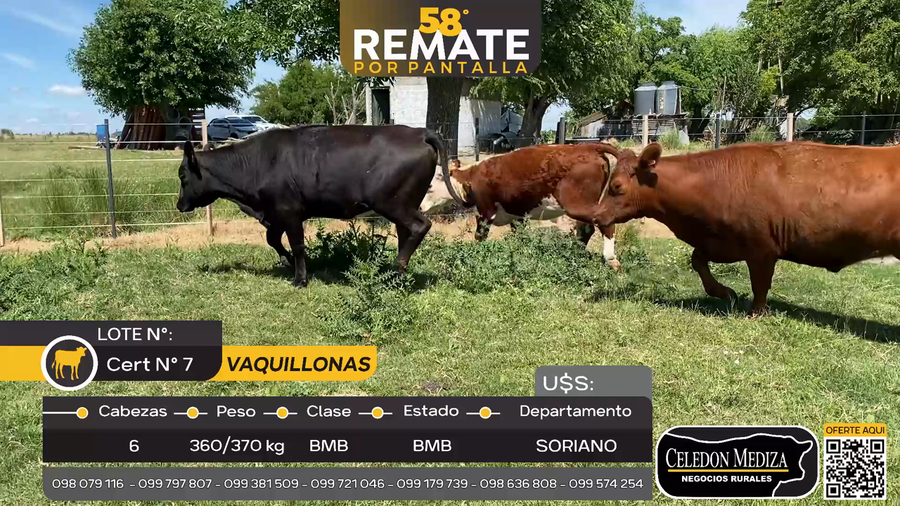 Lote 6 Vaquillonas  en Cardona, Soriano