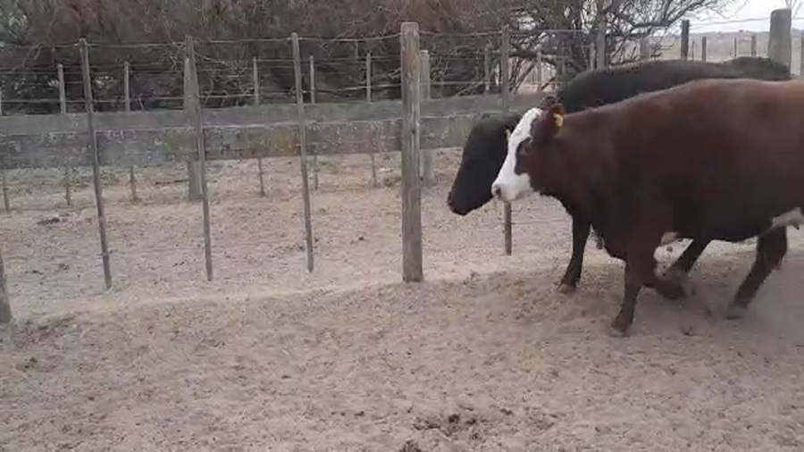 Lote 12 Vacas nuevas Preñadas en Pellegrini, Buenos Aires