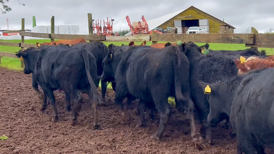 Lote 27 Vaquilla Engorda en Purranque, X Región Los Lagos