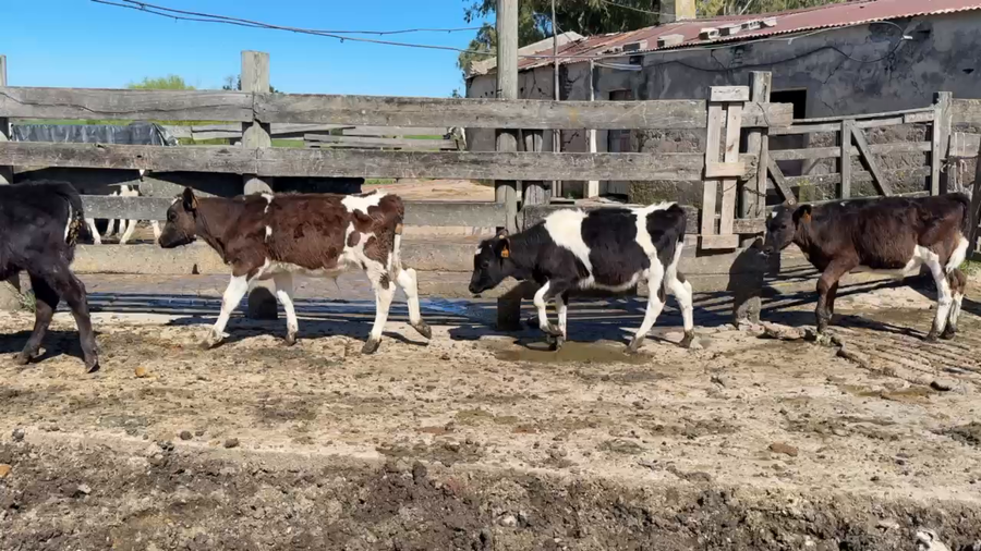 Lote TERNEROS
