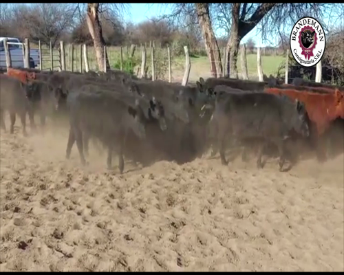 Lote 50 Terneras de 170 Kg