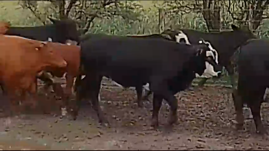 Lote 82 Terneros en Los Juríes, Santiago del Estero