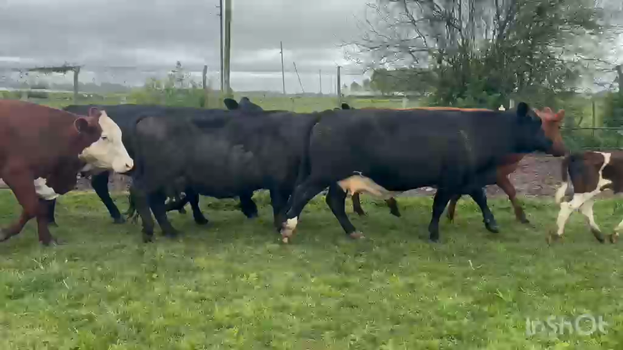 Lote 50 Vacas CUT con cría