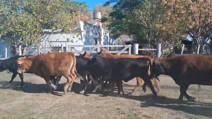 Lote 52 Novillitos y vaquillonas brangus y sus cruzas en Gdor. Crespo, Santa Fe