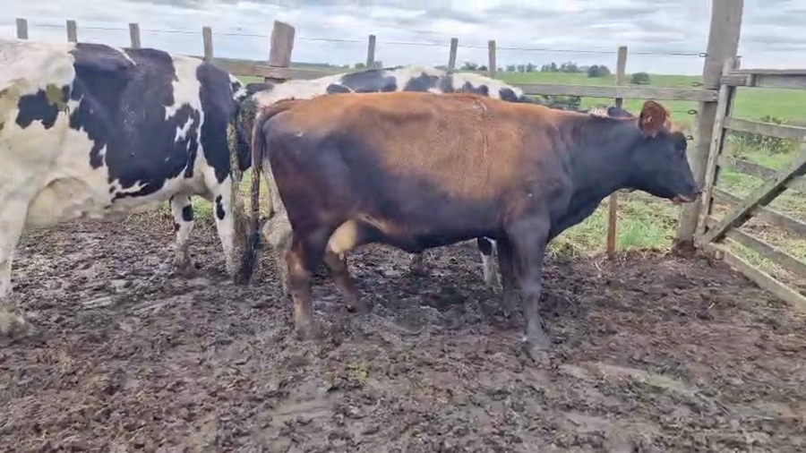 Lote 3 Vaca a remate en Pantalla Camy, San José