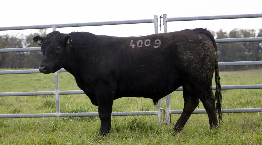 Lote ABERDEEN ANGUS SA - Angus NEGROS