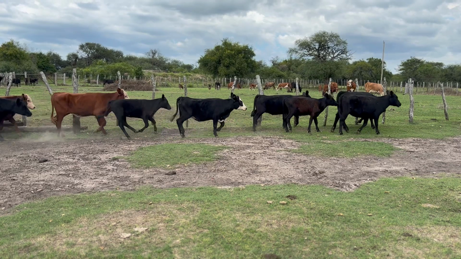 Lote 74 Terneros/as en Entre Ríos, Mojones S.