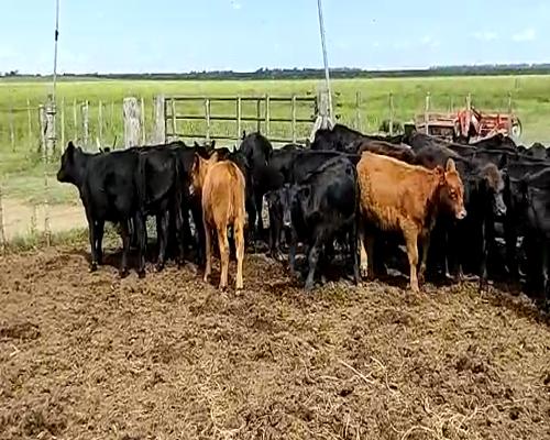 Lote 70 Terneras de Invernada