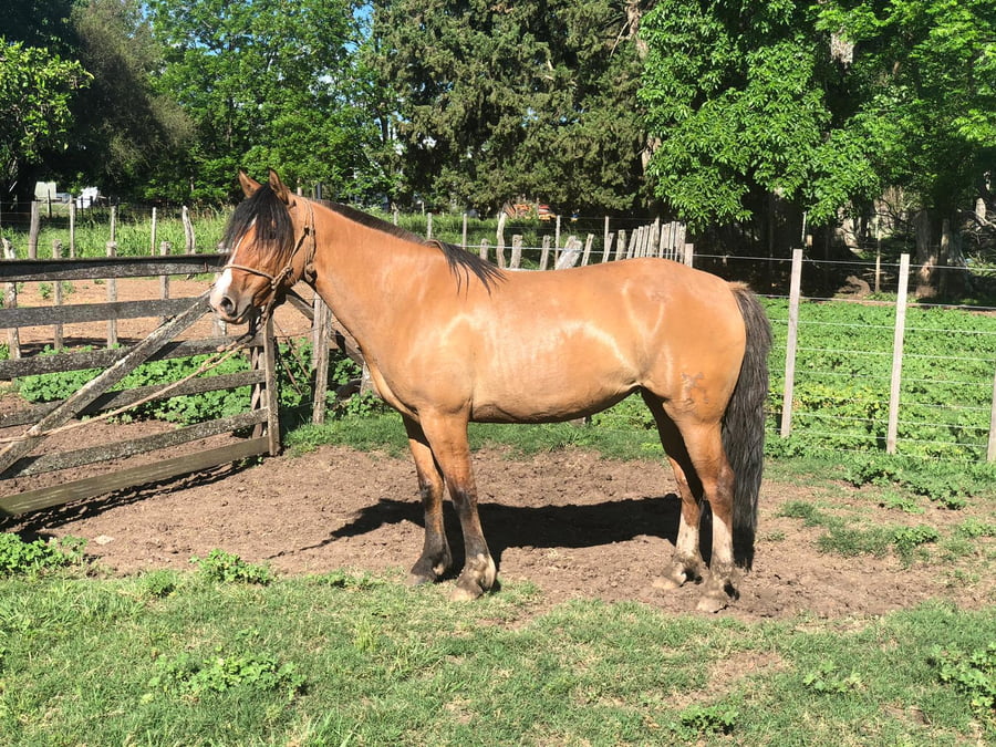 Lote DEL SILENCIO BOTIJA