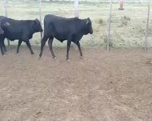 Lote 104 Terneras en Pirané, Formosa
