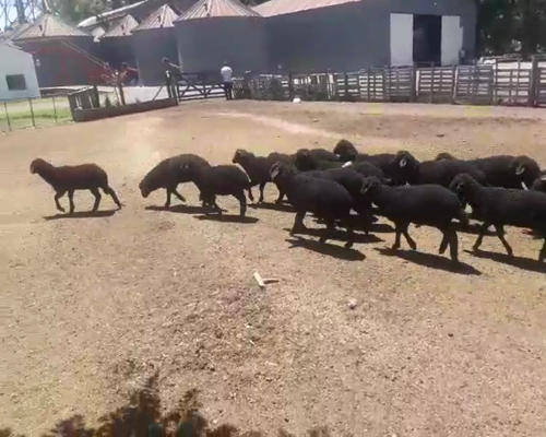 Lote 55 Corderos Karakul de 20 Kg al Pie de la Madre, en Arrecifes, PBA.-