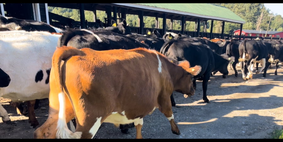 Lote 100 Novillo Engorda en Futrono, XIV Región Los Ríos