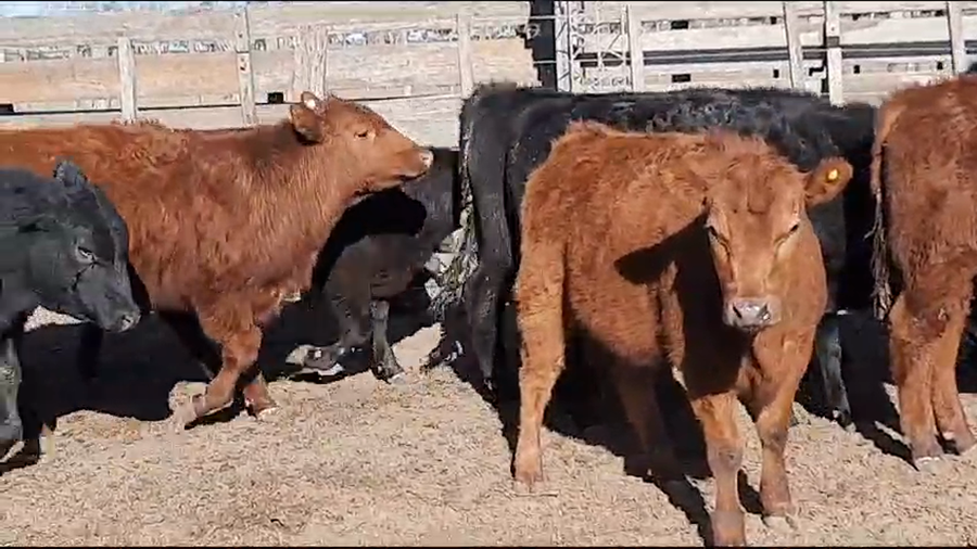 Lote Novillitos y vaquillonas en Pellegrini, Buenos Aires