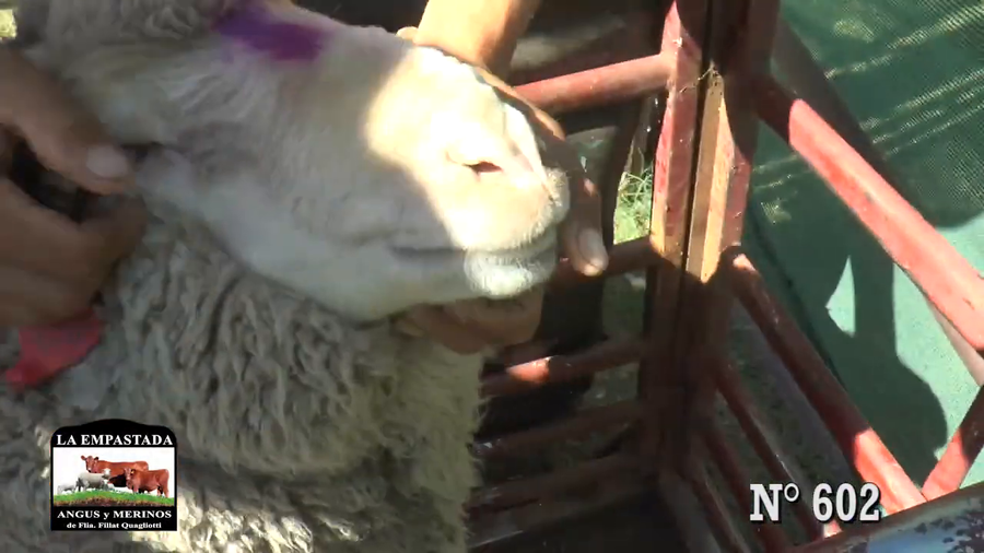 Lote CARNEROS MERINO AUSTRALIANO