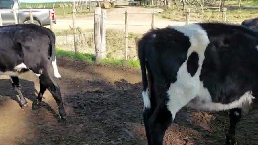 Lote 8 Vaquillonas 1 a 2 años CRUZA a remate en PANTALLA CAMY 230kg - , San José