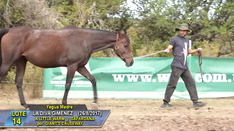 Lote La Diva Gimenez
