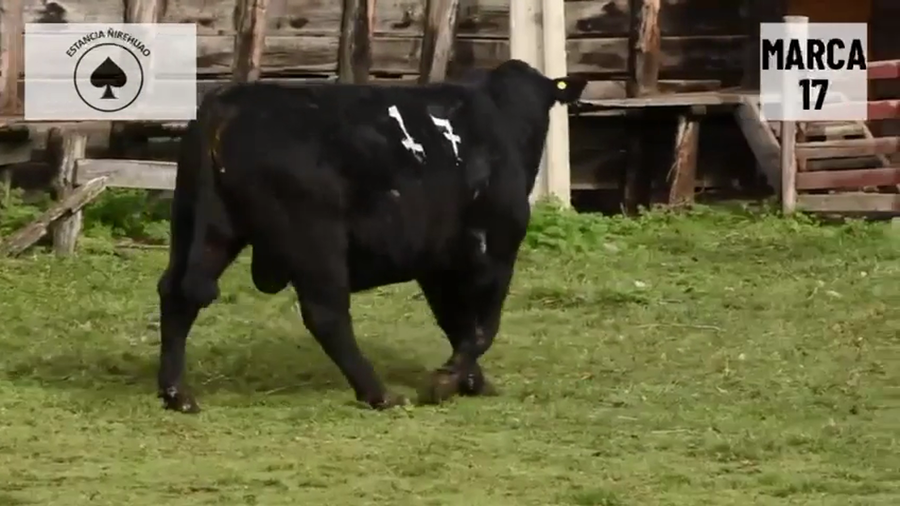 Lote 1 Toro