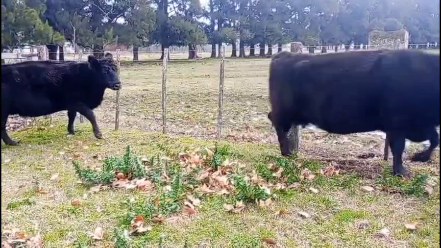 Lote 17 Vacas CUT preñadas