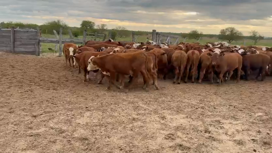 Lote 110 Terneros/as