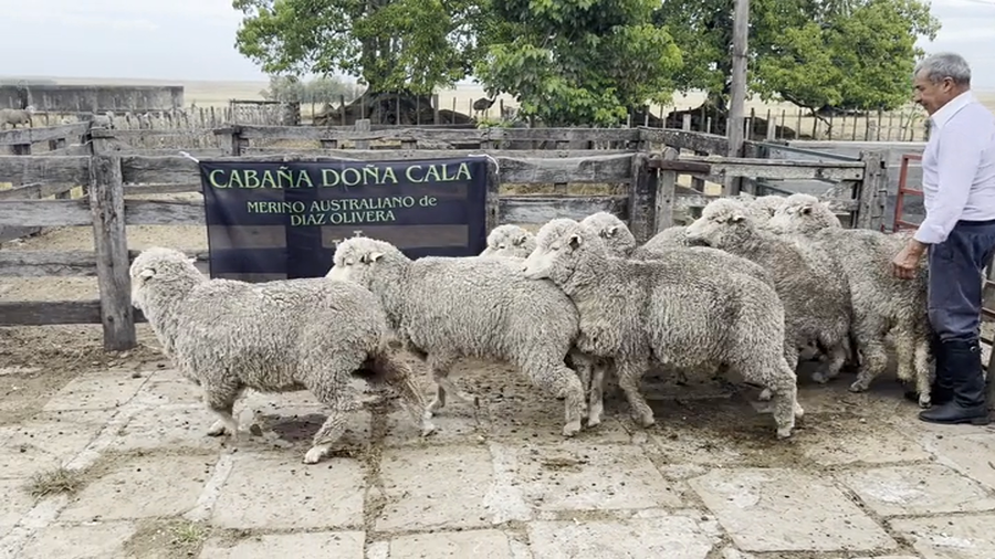 Lote Borregas 4 y 6D (MO: Si)