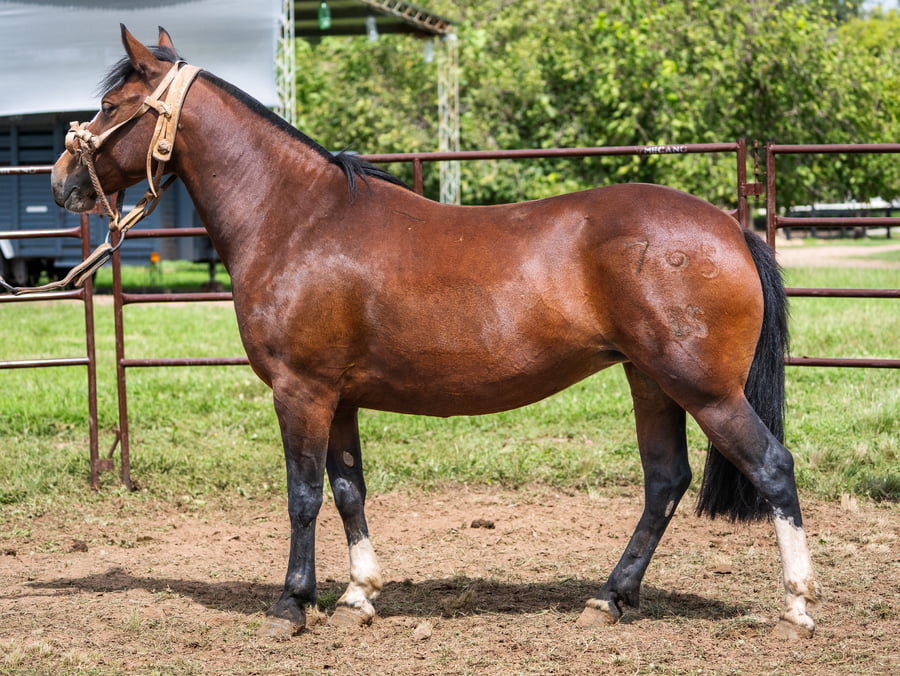 Lote SIRIGOTE QUE PENA