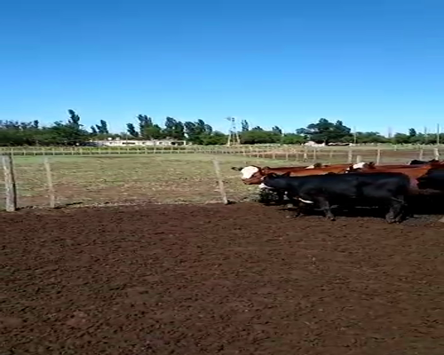 Lote 66 Terneros/as en Mayor Buratovich, Buenos Aires