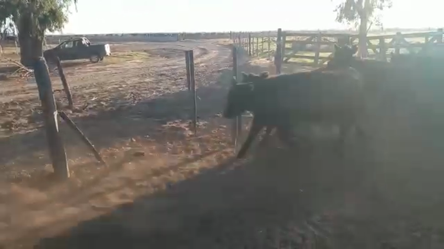 Lote 47 Vaquillonas en Realicó, La Pampa