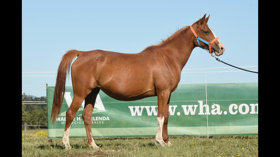 Lote SM FOREVER LOBA