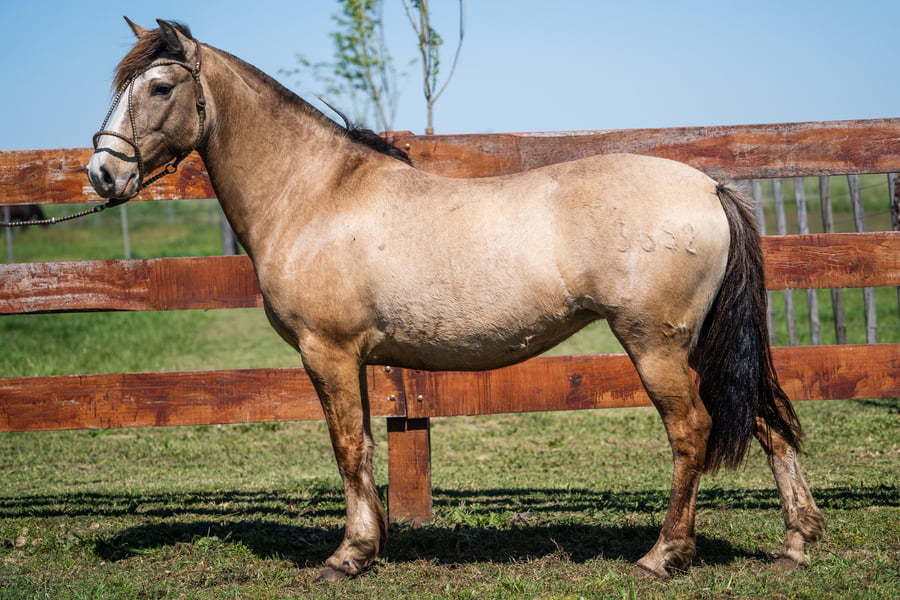 Lote CHARQUE EMPUÑADURA