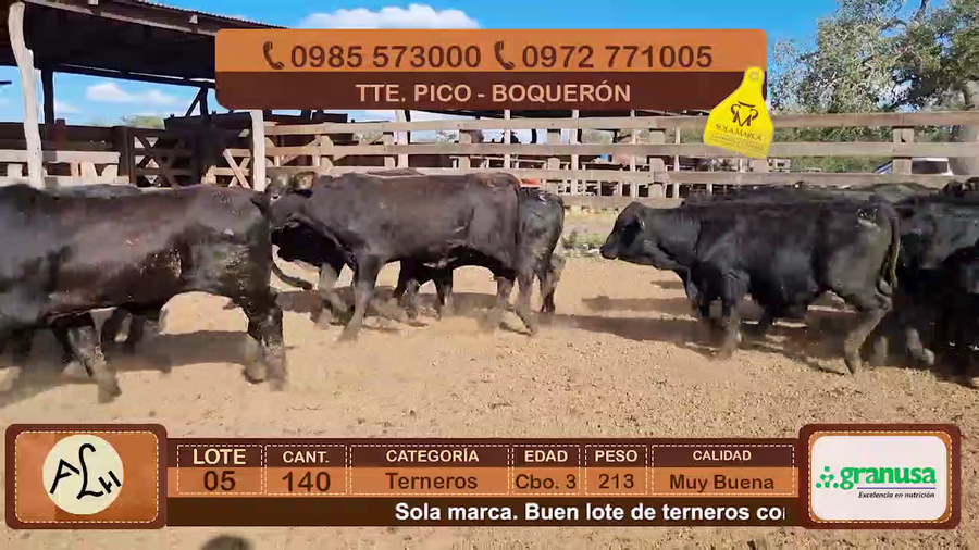 Lote Terneros Cbo 3