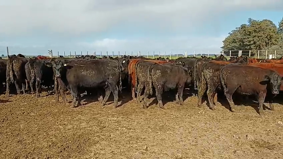 Lote 150 Vaquillonas
